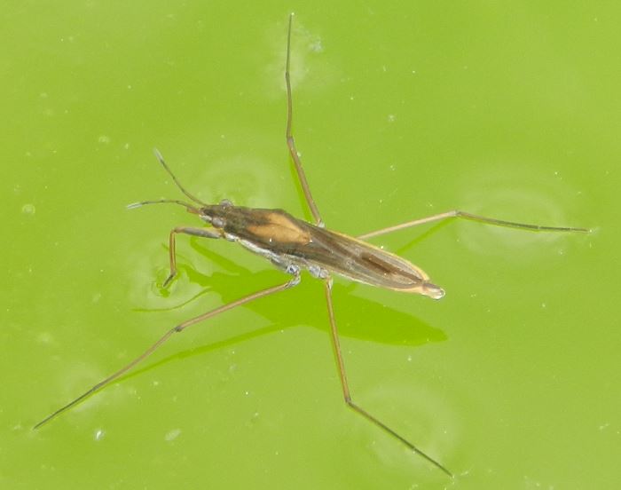 Gerridae ingrandito.JPG