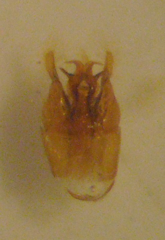 Gastrallus 009 A.jpg