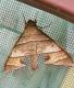 Polyptychus orthographus Rothschild & Jordan, 1903 - Sphingidae.jpg