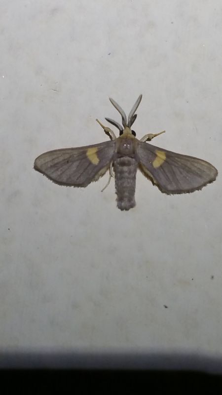 Anapisa monotica (Holland, 1893) - Erebiidae Arctiinae Syntomini.jpg