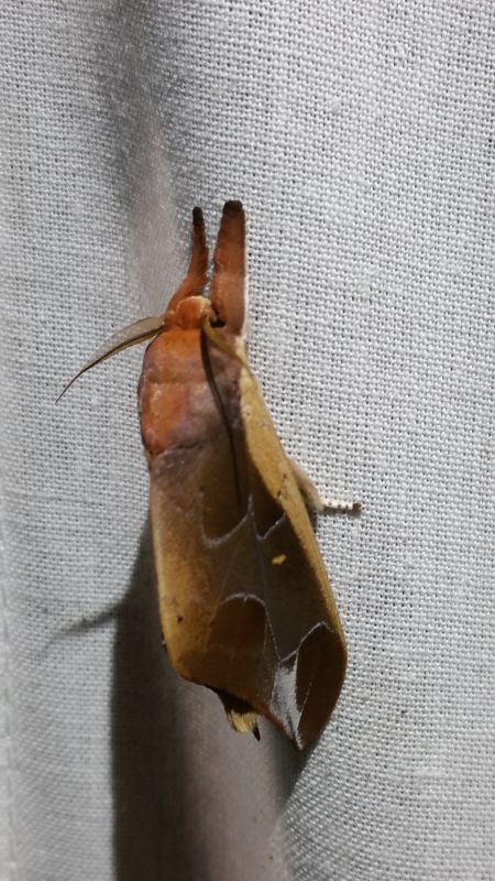 Harpandrya aeola Bryk, 1913 cf. - Notodontidae.jpg