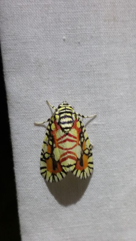 Mazuca haemagrapha Hampson, 1910 - Noctuidae Hadeninae.jpg