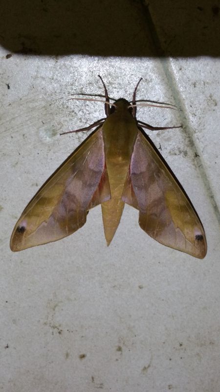 Phylloxiphia formosa Schultze, 1914 - Sphingidae.jpg