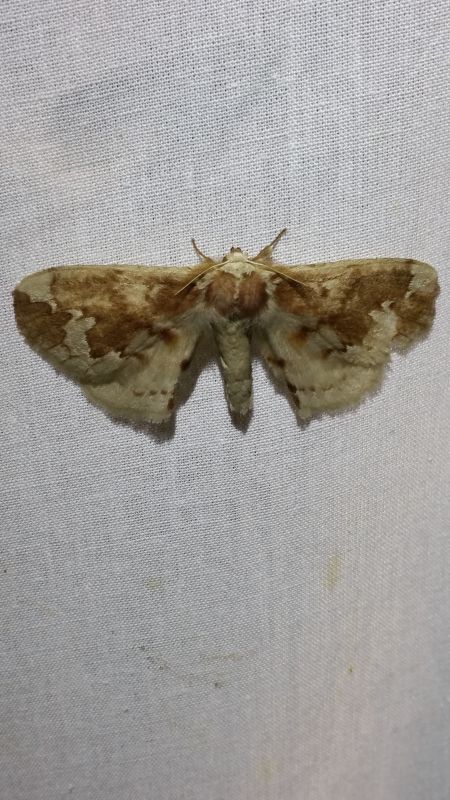 Stenoglene plagiatus (Aurivillius, 1911) - Eupterotidae Janinae.jpg