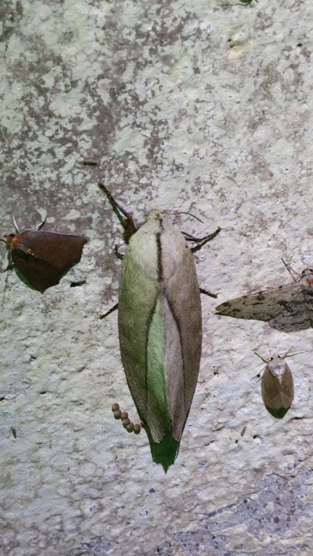 Pallastica mesoleuca (Strand, 1911) - female cf. - Lasiocampidae.jpg