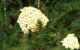 Turchia 2010_Pulumur_Trichodes 081.jpg