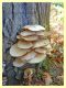 Anzio - 6.10.2019 - 2,6 mm - probabile Cyclocybe cylindracea fungo ospite.JPG