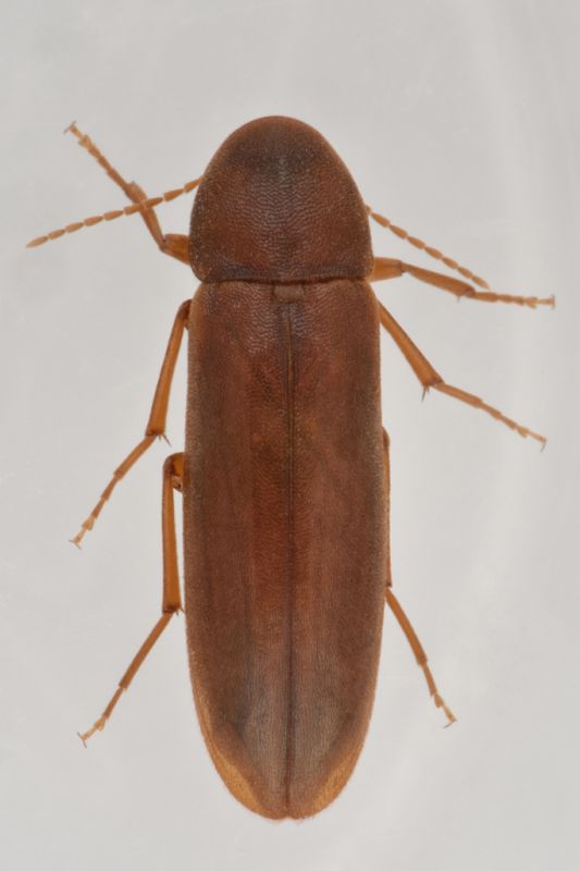 1 phloiotrya tenuis melandryidae baronessa.jpg