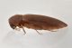 2 phloiotrya tenuis melandryidae baronessa.JPG