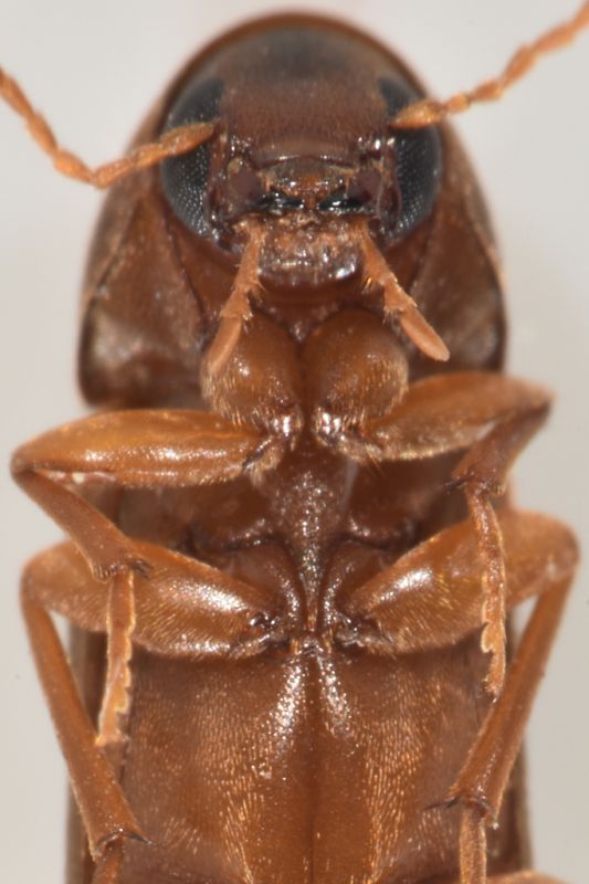 3 phloiotrya tenuis melandryidae baronessa.jpg