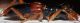 therates5.JPG
