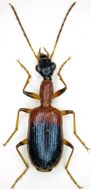 tn_Eucolliuris-Erectocolliuris 6,5 mm.jpg