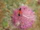 Turchia 2010_30 km est Bingol_Zygaena sp- 141.jpg