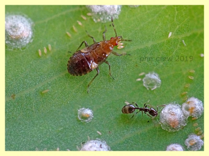 giovane di Anthocoridae meno di 3 mm. - Anzio 10.9.2019 - (1).JPG