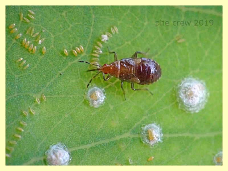 giovane di Anthocoridae meno di 3 mm. - Anzio 10.9.2019 - (3).JPG