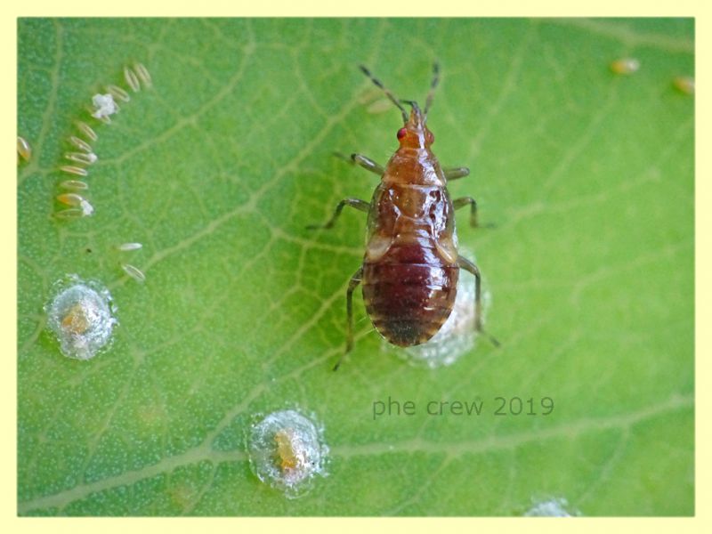 giovane di Anthocoridae meno di 3 mm. - Anzio 10.9.2019 - (2).JPG