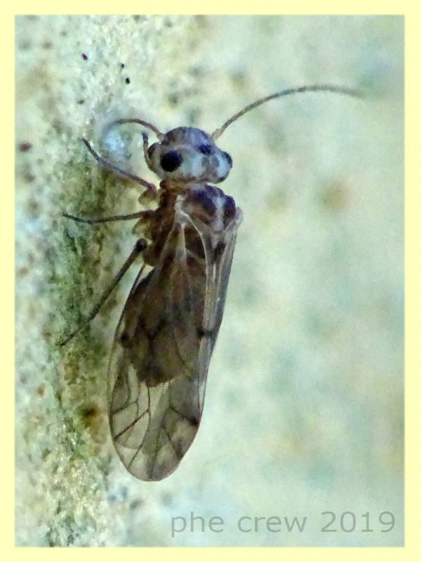 probabile Psocottero circa 1,5 mm. - 10.9.2019 - Anzio (1).JPG