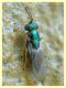 probabile Psyllaephagus bliteus punta antenna punta ala 2,5 mm. Anzio 10.9.2019 su Eucalipto (2).JPG