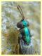 probabile Psyllaephagus bliteus punta antenna punta ala 2,5 mm. Anzio 10.9.2019 su Eucalipto (7).jpg