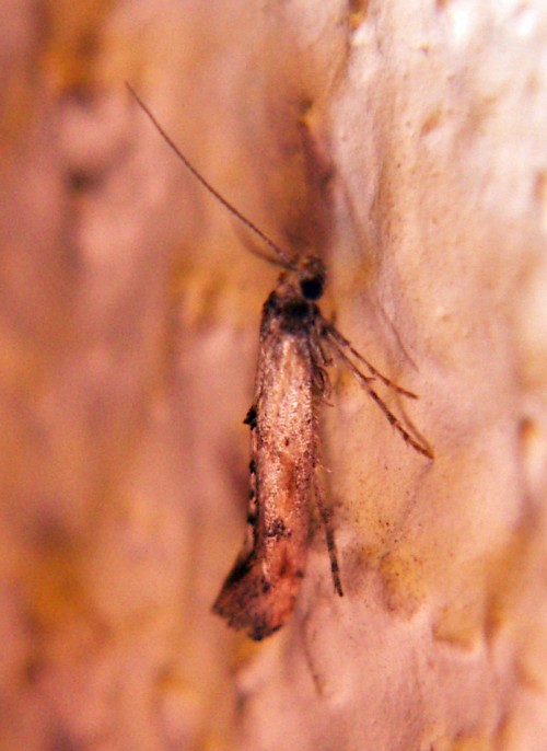 Epermenia sp. (2-11-07 Zaragoza).jpg