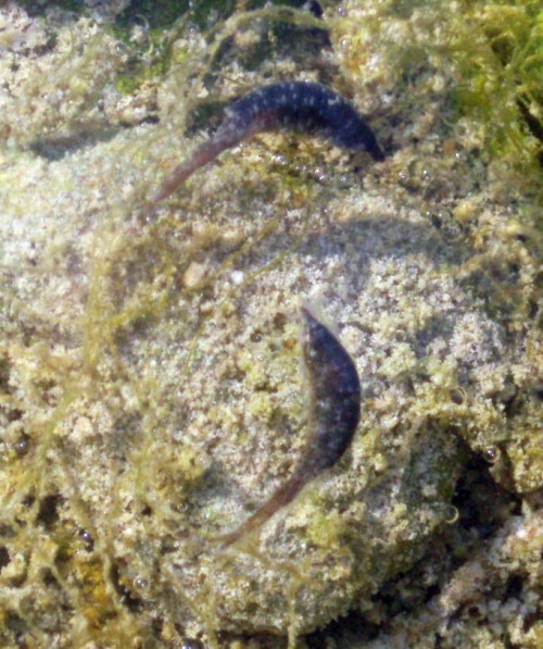 Parydra pupas 1 (10-6-08 Alhaurín de la Torre).jpg