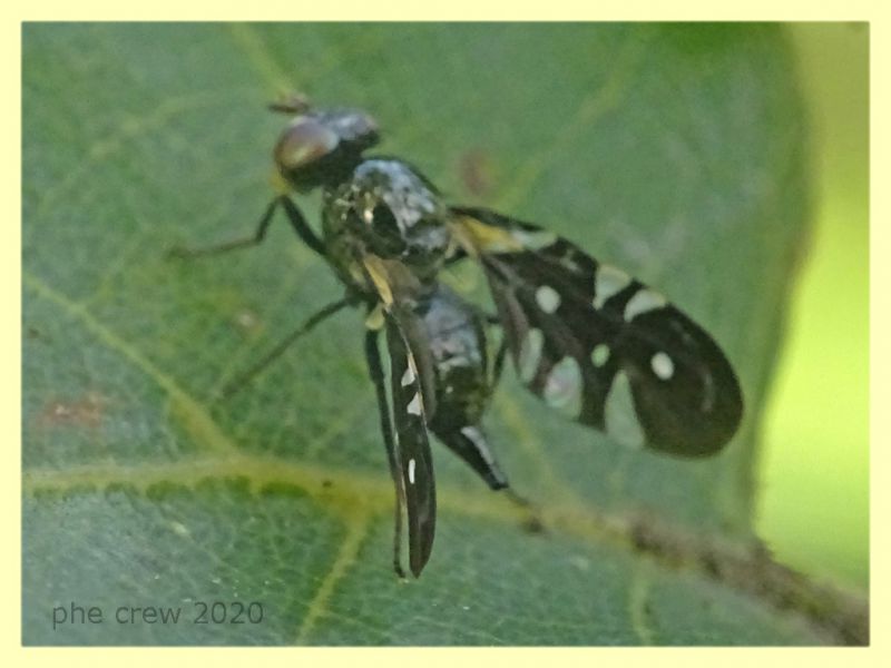 Tephritidae - Anzio - 11.2.2020 - (2).JPG