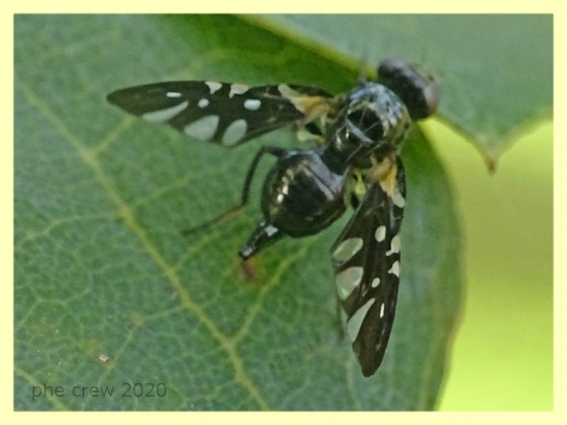 Tephritidae - Anzio - 11.2.2020 - (3).JPG