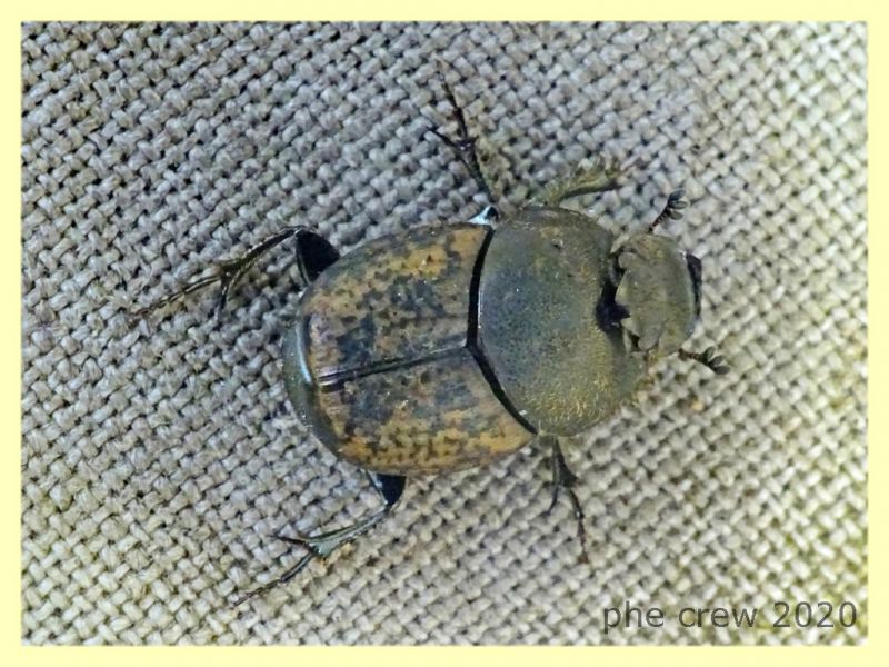 probabile Onthophagus su sterco equino - Anzio 11.2.2020 - (1).JPG