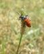 Turchia 2010_20 km W Mus_Meloide 184.jpg