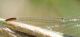 Fiume Sosio - 10-07-2018 10-34-041.JPG