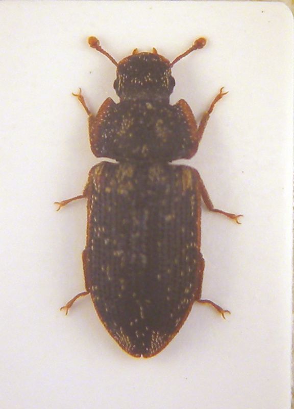 Zopheridae Colobicus hirtus copia.jpg