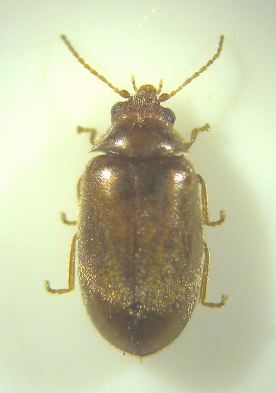 Scirtidae Cyphon dor.jpg