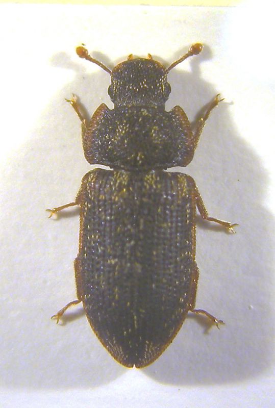 Zopheridae Colobicus hirtus copia 1.jpg