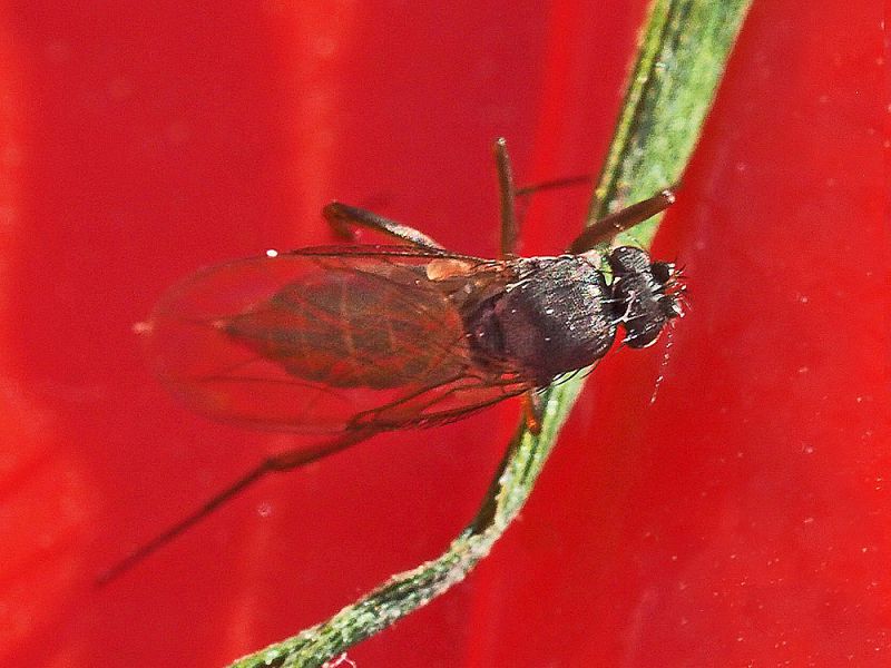 3_Phoridae - Megaselia_sp.jpg