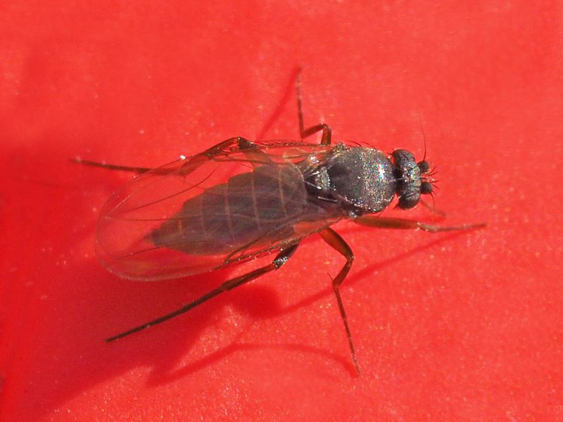 4_Phoridae - Megaselia_sp (2).jpg