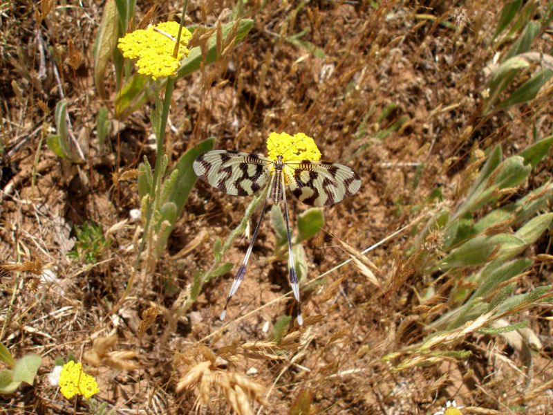 Turchia 2010_30 km Est Bingol_Nemoptera sinuata 209.jpg