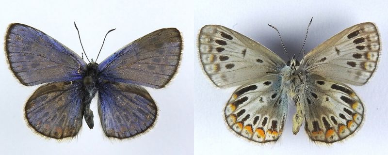 Plebejus.jpg