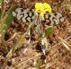 Turchia 2010_30 km Est Bingol_Nemoptera sinuata 209.jpg