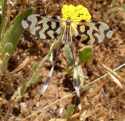 Turchia 2010_30 km Est Bingol_Nemoptera sinuata 209.jpg