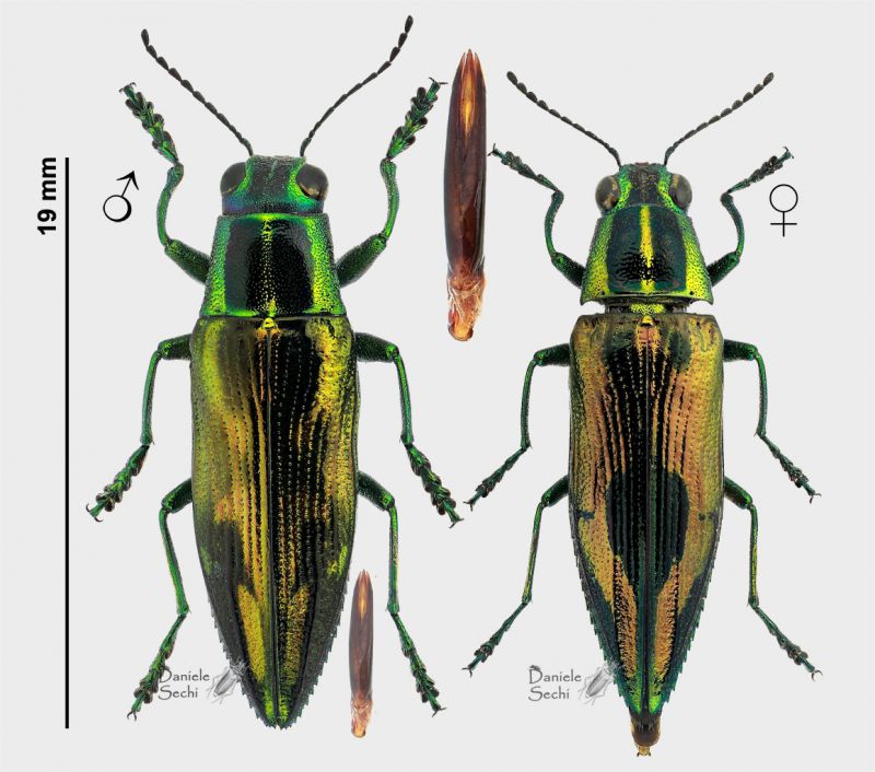 Parataenia orbicularis Kerremans, 1892 rid.jpg