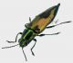 Parataenia orbicularis Kerremans, 1892 3_4 rid.jpg