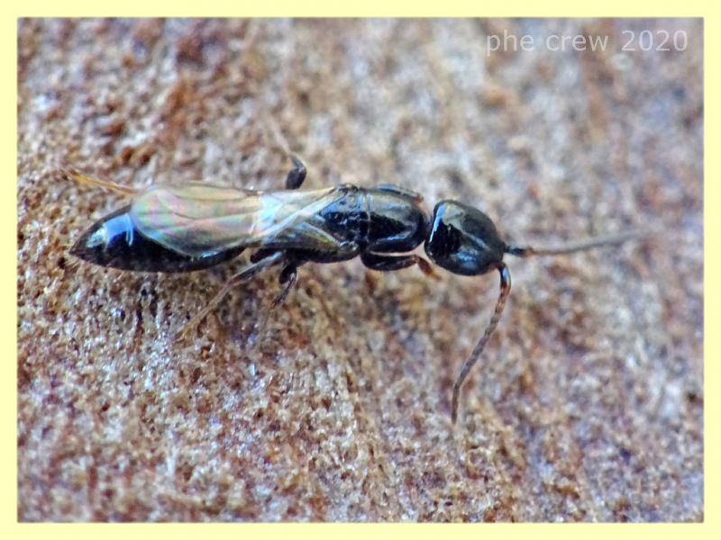 probabile Sparasion sp. circa 6 mm sotto corteccia Eucalipto - Anzio - 16.2.2020 - (1).JPG