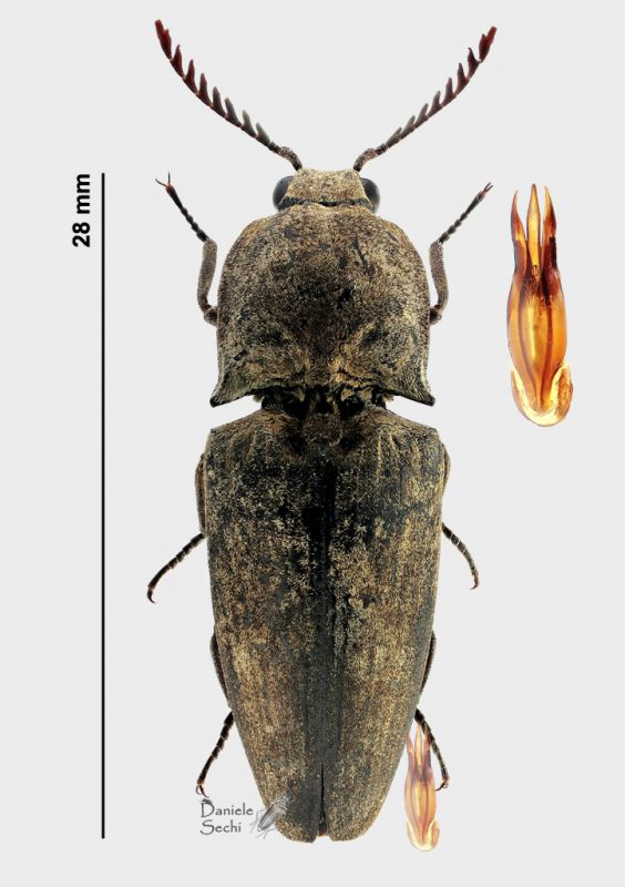 Elateridae 1.jpg