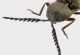 Elateridae 2 3_4.jpg