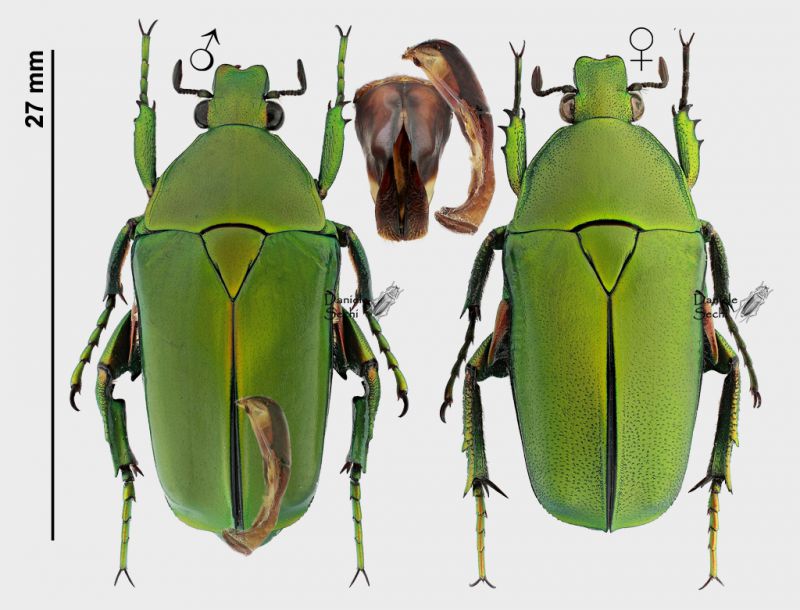 Caelorrhina superba (Gerstäcker, 1882) rid.jpg