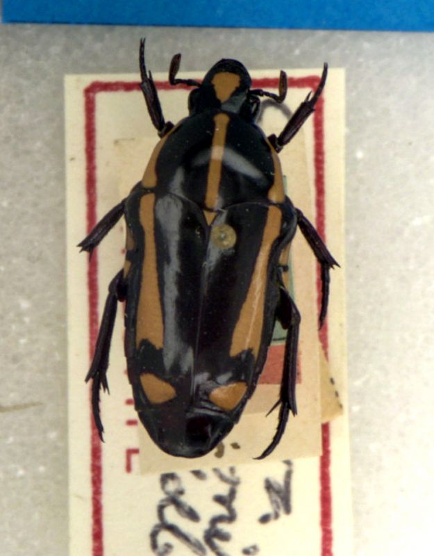 Campsiura exclamationis holotype Berlin museum.jpg