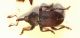 Tychius sp..jpg
