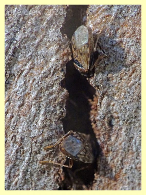 Miridae circa 3 mm su Eucalipto - Anzio - 16.2.2020 - (3).JPG