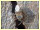 Miridae circa 3 mm su Eucalipto - Anzio - 16.2.2020 - (9).JPG
