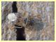 Miridae circa 3 mm su Eucalipto - Anzio - 16.2.2020 - (6).JPG